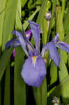 Giant blue iris